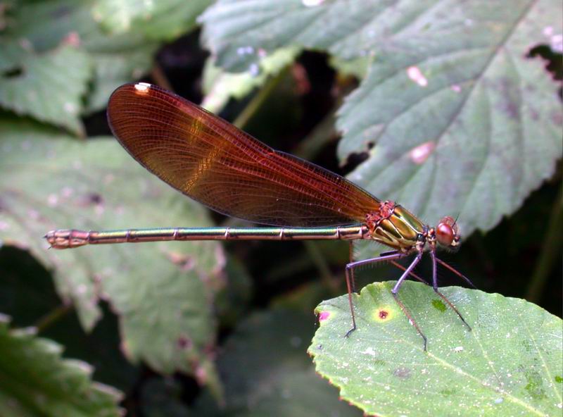 Calopteryx haemorrhoidalis